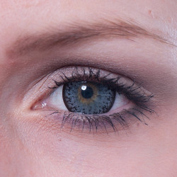 Cornflower Big Eyes PDX-36X