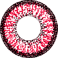 Nine big eyes WAN-A48 rot